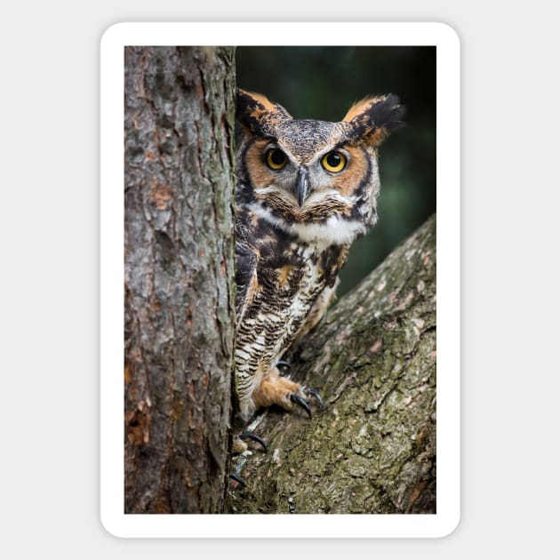 Great Horned Owl Peering Out Sticker by dalekincaid